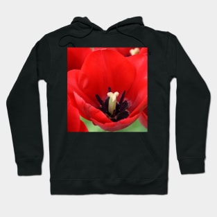 Tulip Hoodie